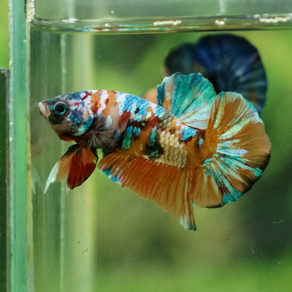 Multicolor/Galaxy Koi Plakat -13 weeks Old