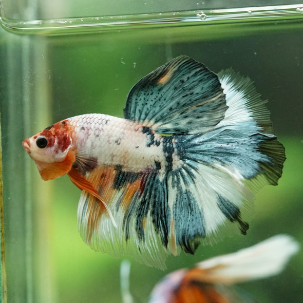 Galaxy/Candy Koi Halfmoon - 14 weeks old