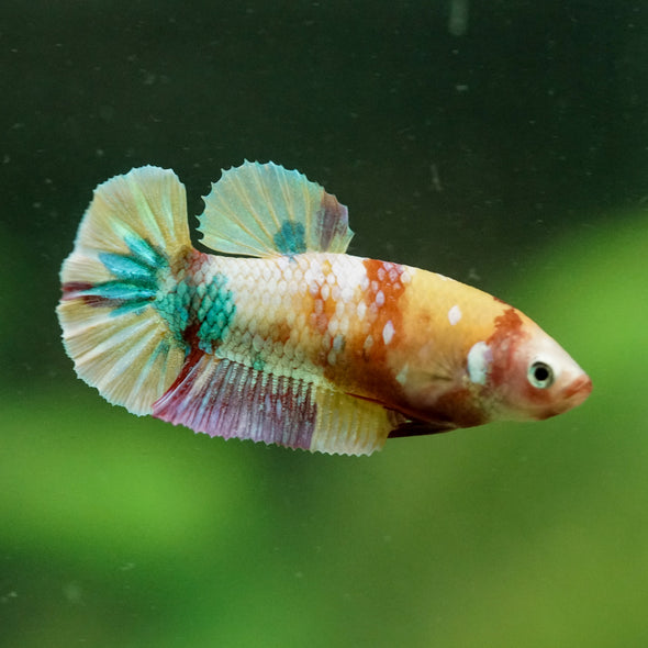 Multicolor/ Galaxy Koi Plakat- Female- 13 Weeks Old