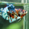 Multicolor/Galaxy Koi Plakat -16 weeks Old