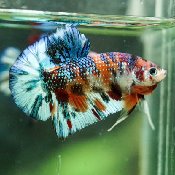 Multicolor/Galaxy Koi Plakat -16 weeks Old