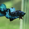 Black Koi Galaxy Plakat (Avatar) -13 weeks Old