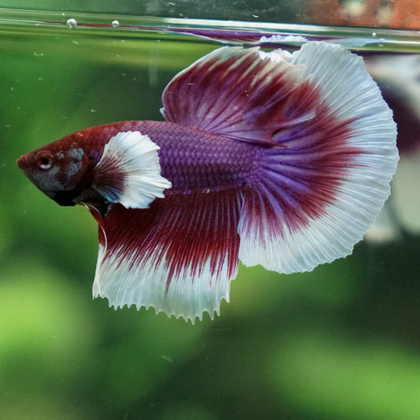 Dumbo Halfmoon - 13 weeks old