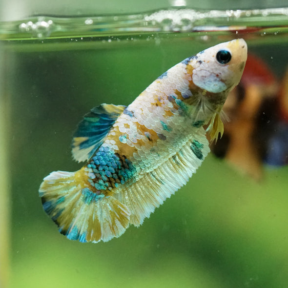 Multicolor/ Galaxy Koi Plakat- Female- 13 Weeks Old