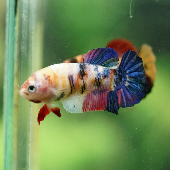 Multicolor/ Galaxy Koi Plakat- Female- 13 Weeks Old