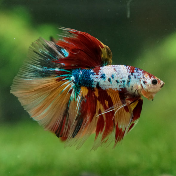 Galaxy/Candy Koi Halfmoon - 13 weeks old