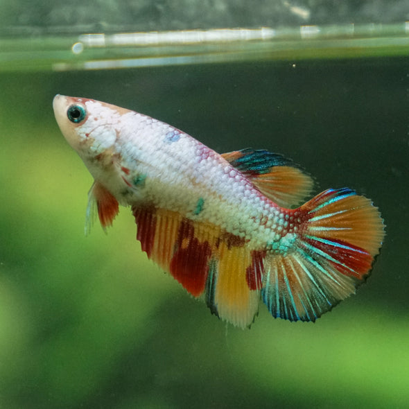 Multicolor/ Galaxy Koi Halfmoon - Female- 13 Weeks Old