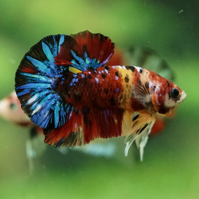 Multicolor/Galaxy Koi Plakat -16 weeks Old