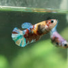 Multicolor/ Galaxy Koi Plakat - Female- 13 Weeks Old