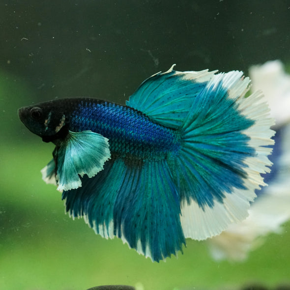 Dumbo Halfmoon - 12 weeks old
