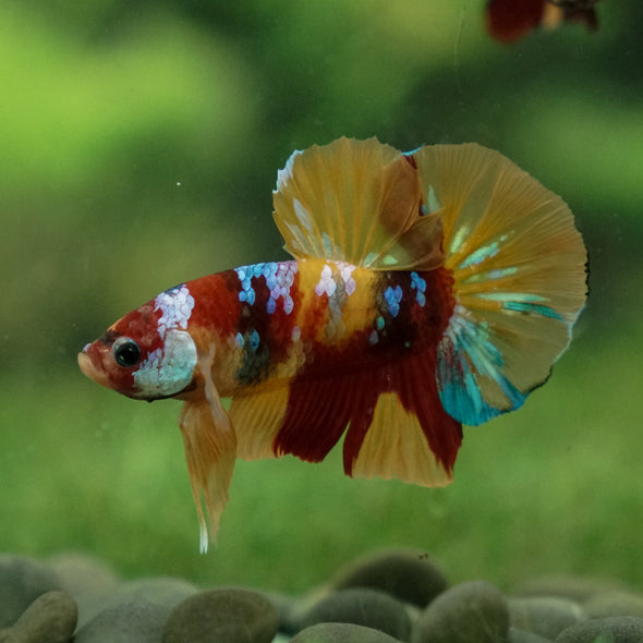 Multicolor/Galaxy Koi Plakat -13 weeks Old