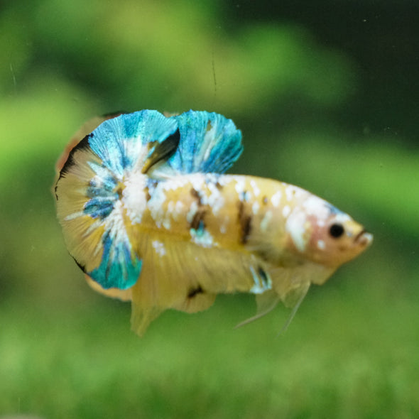 Multicolor/Galaxy Koi Plakat -13 weeks Old