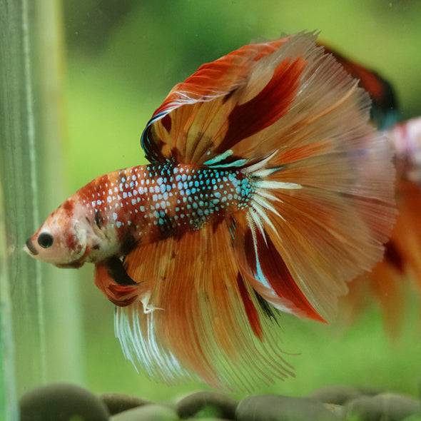 Galaxy/Candy Koi Halfmoon - 14 weeks old
