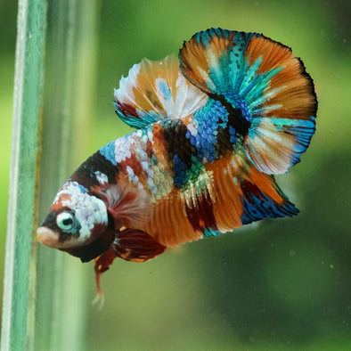 Multicolor/Galaxy Koi Plakat -16 weeks Old