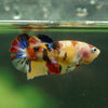 Multicolor/ Galaxy Koi Plakat- Female- 13 Weeks Old