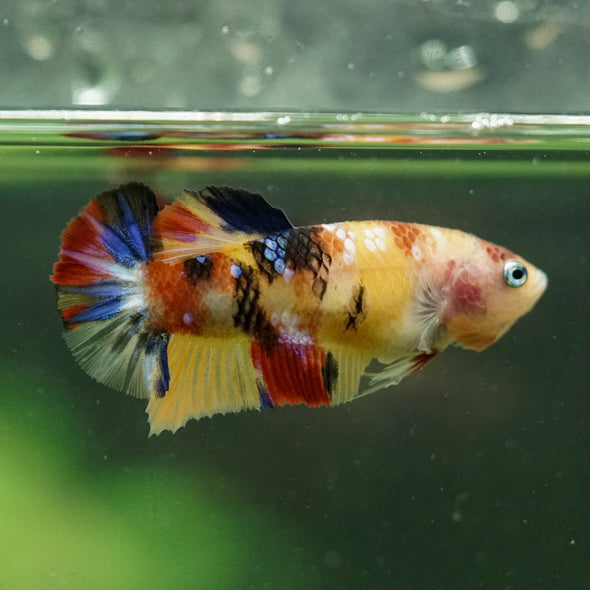 Multicolor/ Galaxy Koi Plakat- Female- 13 Weeks Old