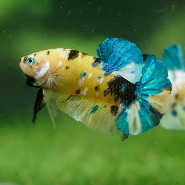 Multicolor/Galaxy Koi Plakat -14 weeks Old