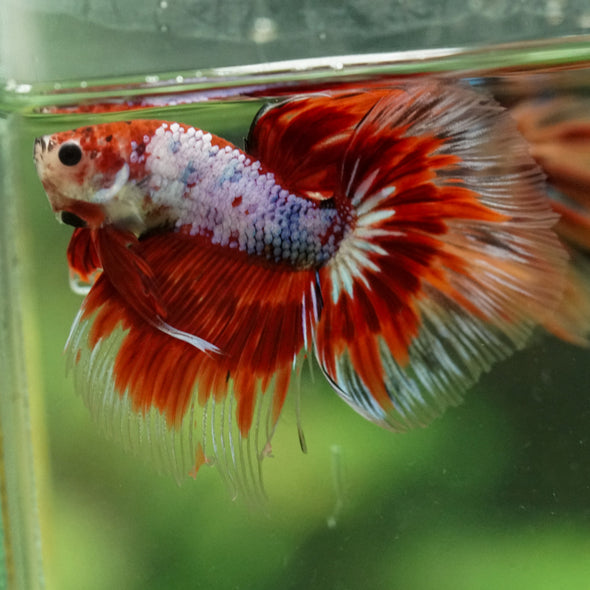 Galaxy/Candy Koi Halfmoon - 14 weeks old