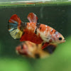 Multicolor/ Galaxy Koi Plakat- Female- 13 Weeks Old