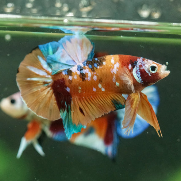 Multicolor/Galaxy Koi Plakat -16 weeks Old