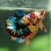 Multicolor/Galaxy Koi Plakat -16 weeks Old
