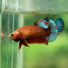Red Fancy Plakat 13 Week Old- Female