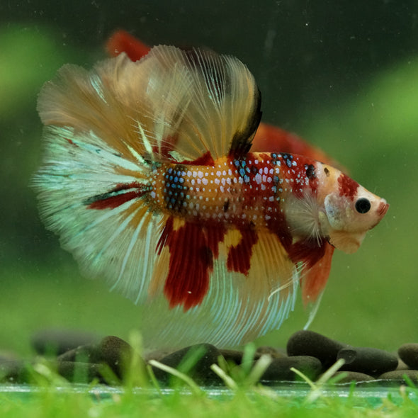 Galaxy/Candy Koi Halfmoon - 14 weeks old