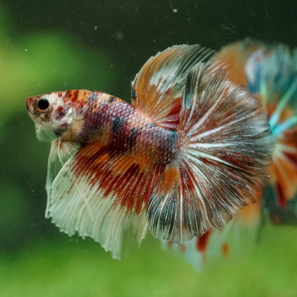 Galaxy/Candy Koi Halfmoon - 14 weeks old