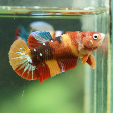 Multicolor/ Galaxy Koi Plakat- Female- 13 Weeks Old