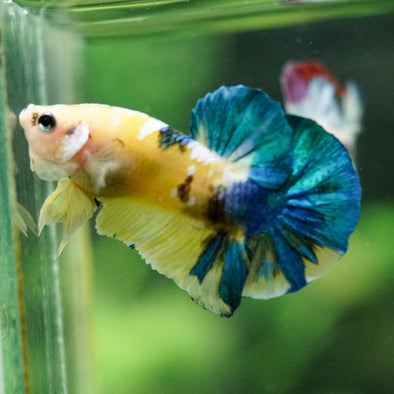 Multicolor/Galaxy Koi Plakat -16 weeks Old