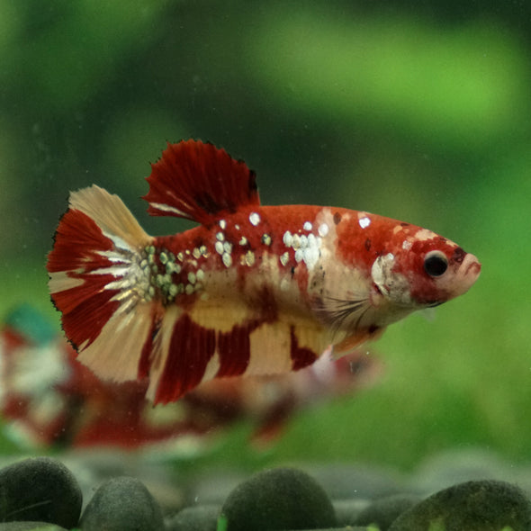 Multicolor/ Galaxy Koi Plakat- Female- 13 Weeks Old