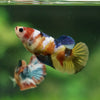 Pack of 10 Multicolored/Galaxy Koi Plakat - Female