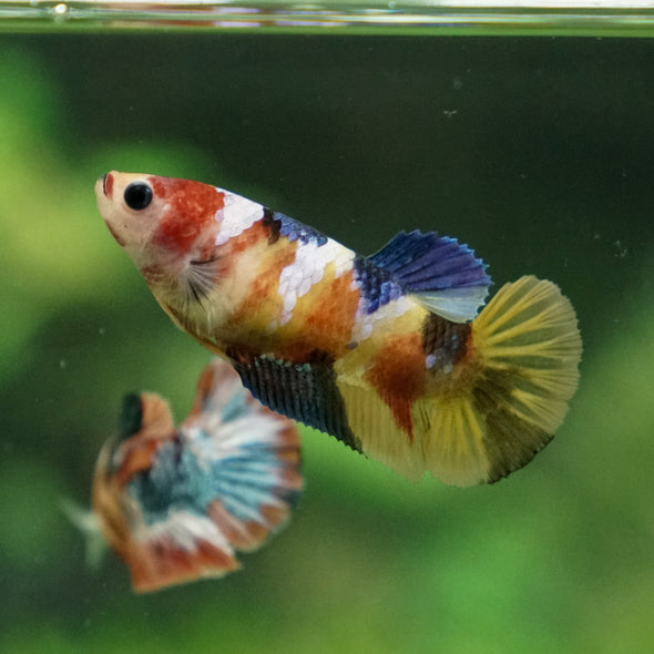 Pack of 2 Multicolored/Galaxy Koi Plakat - Female