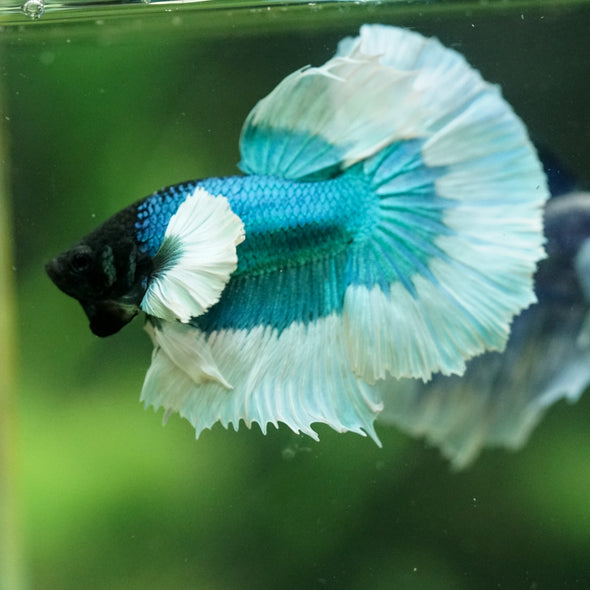 Dumbo Halfmoon - 11 weeks old