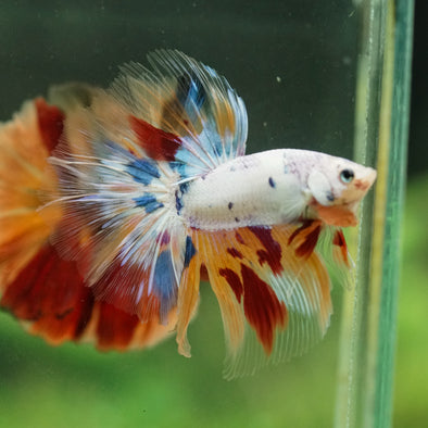 Galaxy/Candy Koi Halfmoon - 14 weeks old