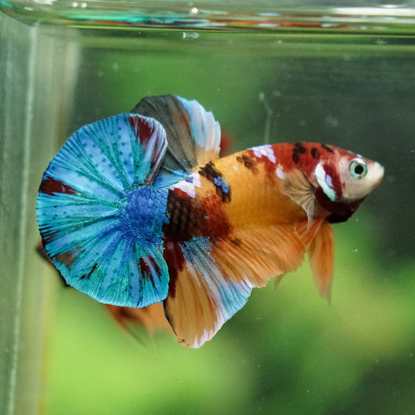 Multicolor/Galaxy Koi Plakat -16 weeks Old