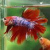 Galaxy/Candy Koi Halfmoon - 14 weeks old