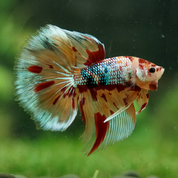 Galaxy/Candy Koi Halfmoon - 14 weeks old