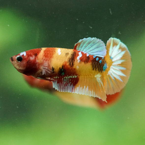Multicolor/ Galaxy Koi Plakat- Female- 13 Weeks Old