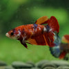 Multicolor/ Galaxy Koi Plakat- Female- 13 Weeks Old