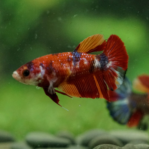 Multicolor/ Galaxy Koi Plakat- Female- 13 Weeks Old