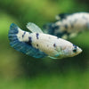 Blue/Green Dalmatian Plakat- Female