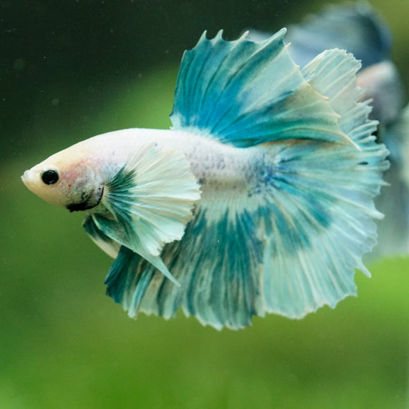 Dumbo Halfmoon - 11 weeks old