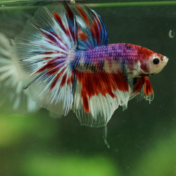 Galaxy/Candy Koi Halfmoon - 14 weeks old