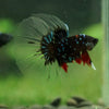 Black Base Galaxy Koi Halfmoon (Avatar) - 14 weeks old