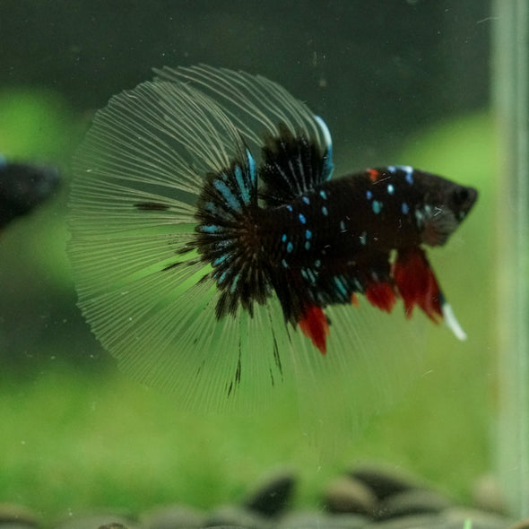 Black Base Galaxy Koi Halfmoon (Avatar) - 14 weeks old