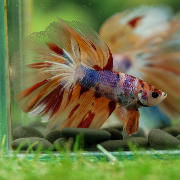 Galaxy/Candy Koi Halfmoon - 14 weeks old
