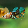 Multicolor/ Galaxy Koi Plakat- Female- 13 Weeks Old