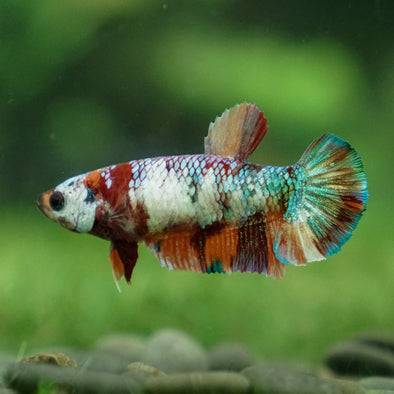 Multicolor/ Galaxy Koi Plakat- Female- 13 Weeks Old