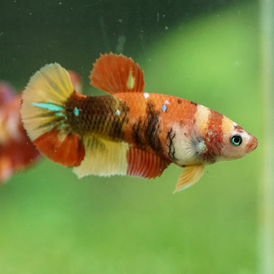 Multicolor/ Galaxy Koi Plakat- Female- 13 Weeks Old